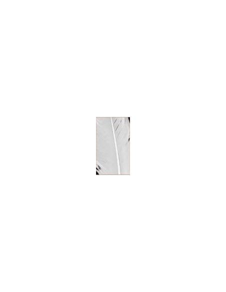 Pluma indio, u