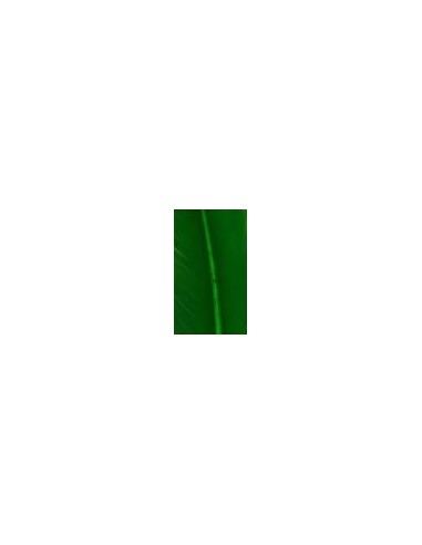 Pluma indio, u