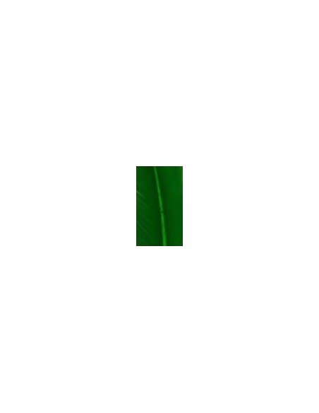 Pluma indio, u