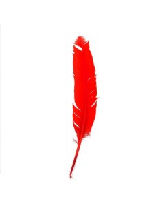 Pluma indio, u